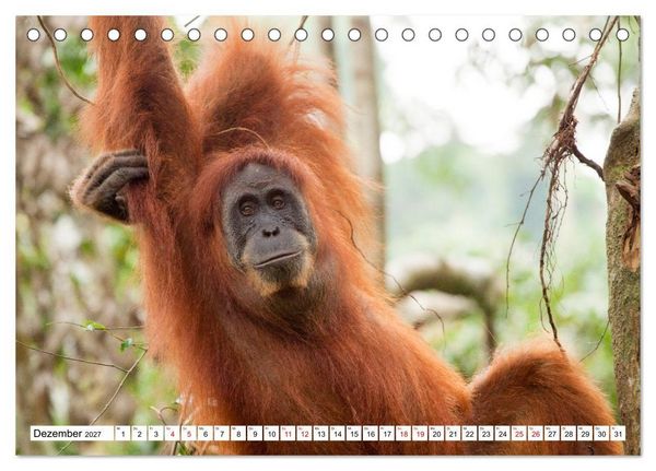 Produktbild: Orang-Utans - Menschen des Regenwaldes (Tischkalender 2027 DIN A5 quer), CALVENDO Monatskalender