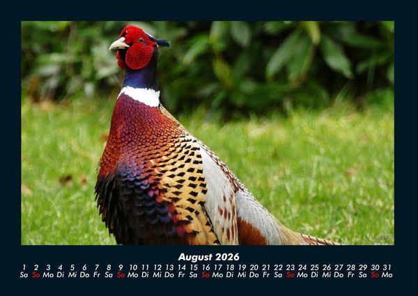 Produktbild: V&ouml;gel 2026 Fotokalender DIN A4