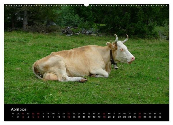 Produktbild: Die Welt der K&uuml;he (hochwertiger Premium Wandkalender 2026 DIN A2 quer), Kunstdruck in Hochglanz