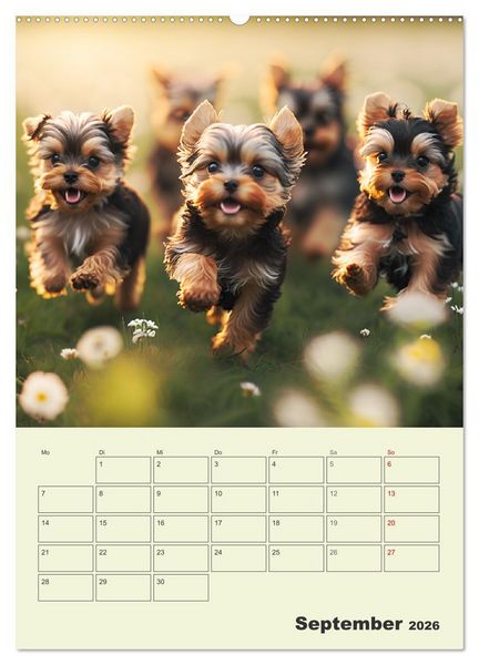 Produktbild: Yorkshire Terrier. Fr&ouml;hliche Energieb&uuml;ndel in Aktion (Wandkalender 2026 DIN A2 hoch), CALVENDO Monatskalender