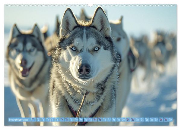Produktbild: Sled Dogs - the Dream of Running (Wall Calendar 2026 DIN A2 landscape), CALVENDO 12 Month Wall Calendar