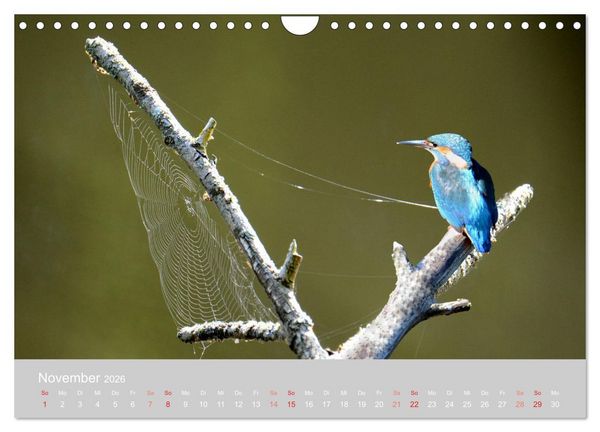 Produktbild: Der Eisvogel, ein Juwel der Natur (Wandkalender 2026 DIN A4 quer), CALVENDO Monatskalender