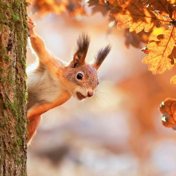 Produktbild: Eichh&ouml;rnchen / Squirrels 2027