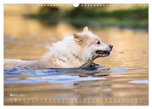 Produktbild: Mein isl&auml;ndischer Wasserhund (Wandkalender 2026 DIN A3 quer), CALVENDO Monatskalender