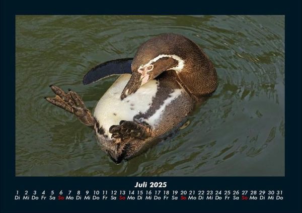 Produktbild: Pinguine & Eisb&auml;ren 2025 Fotokalender DIN A4