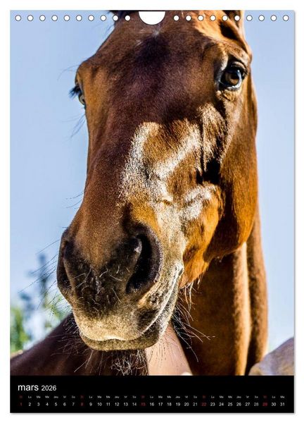 Produktbild: Chevaux en Portraits (Calendrier mural 2026 DIN A4 horizontal), CALVENDO calendrier mensuel