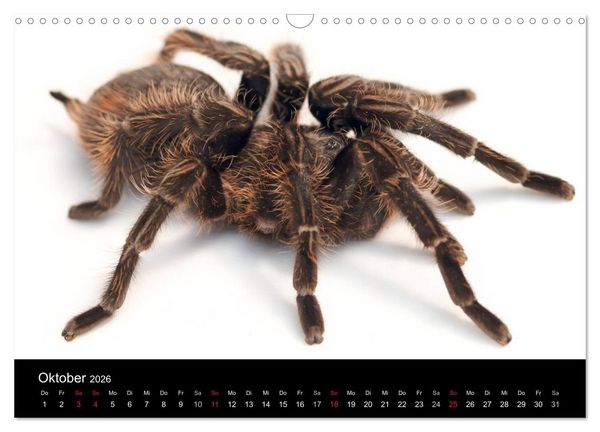 Produktbild: Reptilien & Co. (Wandkalender 2026 DIN A3 quer), CALVENDO Monatskalender
