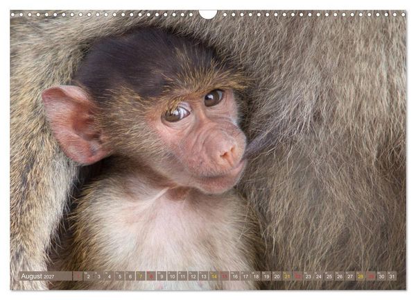 Produktbild: Wildes Kinderzimmer - Tierkinder in Afrika (Wandkalender 2027 DIN A3 quer), CALVENDO Monatskalender