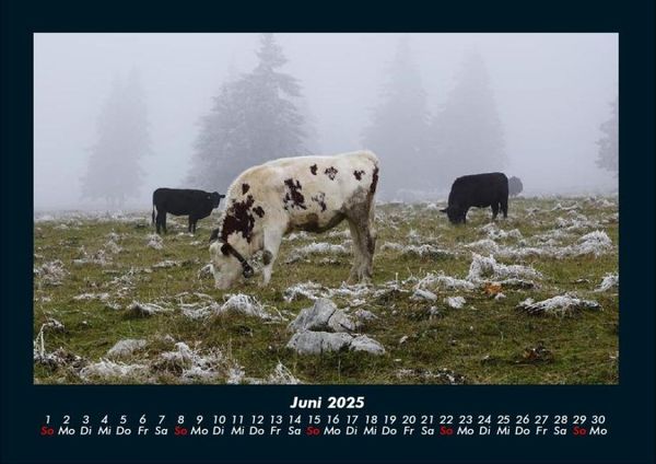 Produktbild: Kuhkalender 2025 Fotokalender DIN A4