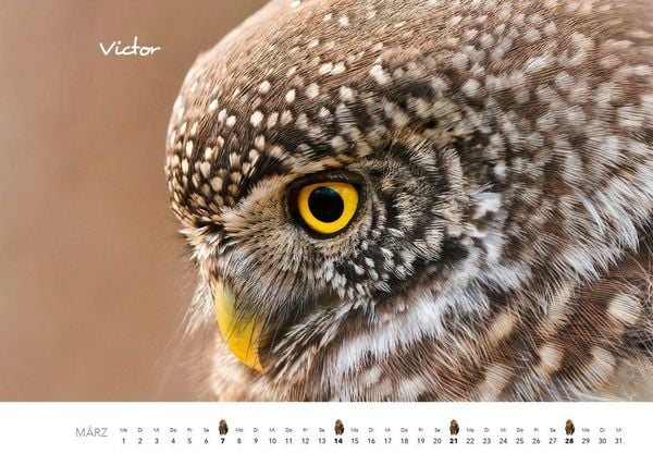 Produktbild: Eulen Kalender 2027