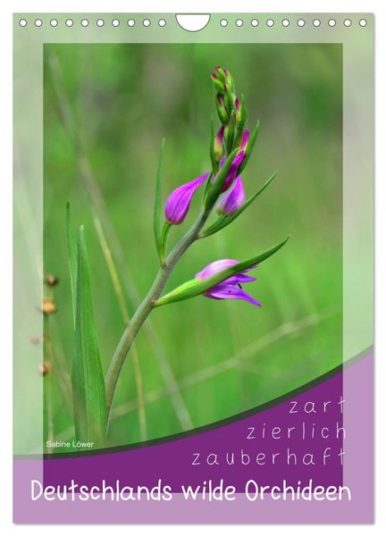 Produktbild: Deutschlands wilde Orchideen (Wandkalender 2026 DIN A4 hoch), CALVENDO Monatskalender