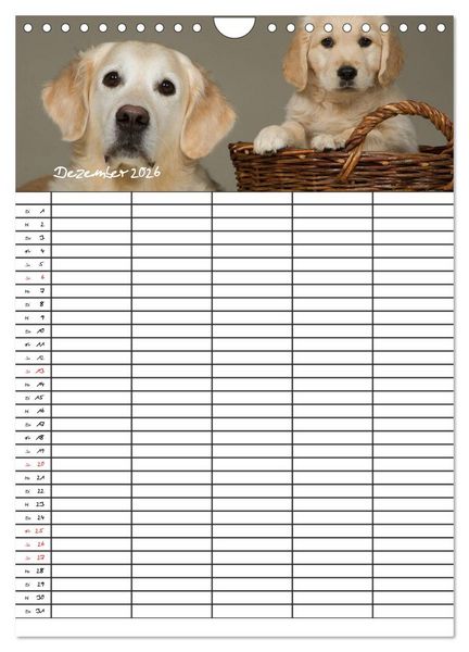 Produktbild: Familienplaner: Golden Retriever Welpen (Wandkalender 2026 DIN A4 hoch), CALVENDO Monatskalender