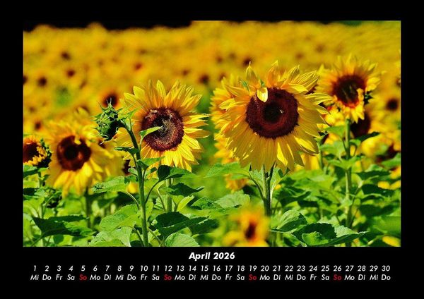 Produktbild: Blumentraum 2026 Fotokalender DIN A3