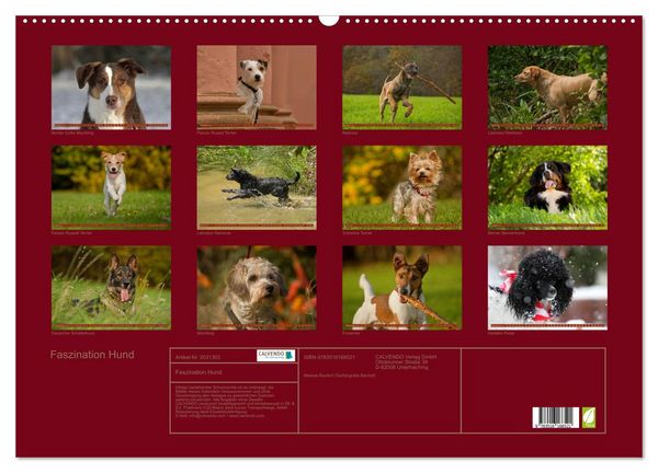 Produktbild: Faszination Hund (Wandkalender 2026 DIN A2 quer), CALVENDO Monatskalender