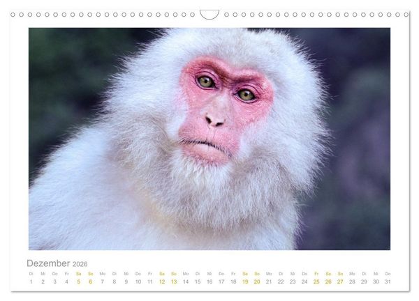 Produktbild: Ein L&auml;cheln f&uuml;r die Tierwelt (Wandkalender 2026 DIN A3 quer), CALVENDO Monatskalender