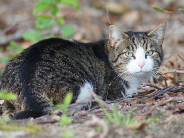 Produktbild: CALVENDO Puzzle Hauskatze am Waldrand 1000 Teile Lege-Gr&ouml;&szlig;e 64 x 48 cm Foto-Puzzle Bild von kattobello