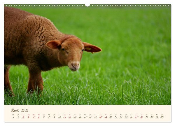 Produktbild: Coburger Fuchsschaf (Wandkalender 2026 DIN A2 quer), CALVENDO Monatskalender