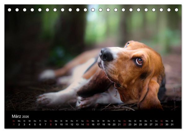 Produktbild: Der Basset, eine LANGE und besondere Liebe (Tischkalender 2026 DIN A5 quer), CALVENDO Monatskalender