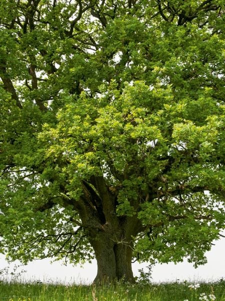 Produktbild: CALVENDO Puzzle Mai: Das Maiengr&uuml;n schm&uuml;ckt die Eiche, der Vorsommer naht. 1000 Teile Lege-Gr&ouml;&szlig;e 48 x 64 cm Foto-Puzzle Bild von Ingo Gerlach GDT