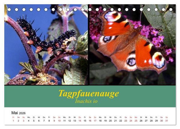 Produktbild: Zwei Leben, Raupe und Schmetterling (Tischkalender 2026 DIN A5 quer), CALVENDO Monatskalender