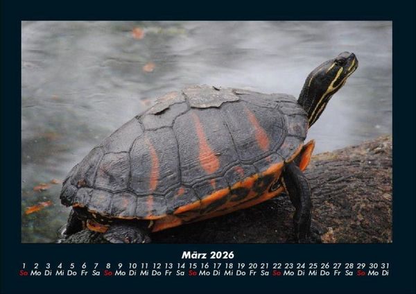 Produktbild: Schildkr&ouml;tenzauber 2026 Fotokalender DIN A4