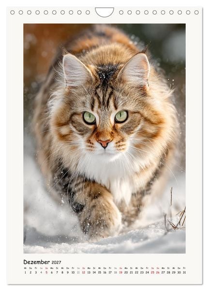 Produktbild: Main-Coon-Katzen. Sanfte Riesen im Gr&uuml;nen (Wandkalender 2027 DIN A4 hoch), CALVENDO Monatskalender