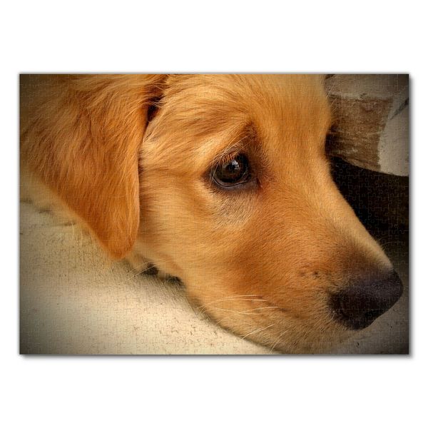 Produktbild: Lais Puzzle Golden Retriever 1000 Teile