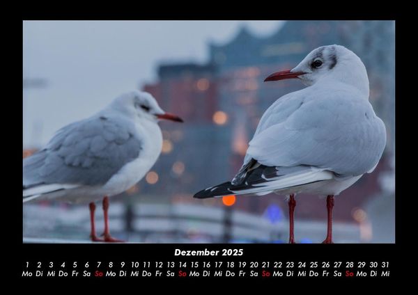 Produktbild: M&ouml;wen 2025 Fotokalender DIN A3