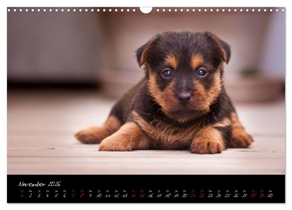 Produktbild: Australian Terrier Welpen (Wandkalender 2026 DIN A3 quer), CALVENDO Monatskalender
