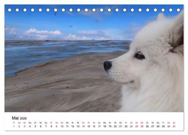Produktbild: Ein Samojede am Meer (Tischkalender 2026 DIN A5 quer), CALVENDO Monatskalender