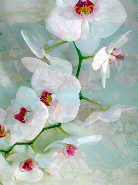 Produktbild: CALVENDO Puzzle Wei&szlig; Blaue Orchidee | 1000 Teile Lege-Gr&ouml;&szlig;e 64x48cm Foto-Puzzle f&uuml;r gl&uuml;ckliche Stunden
