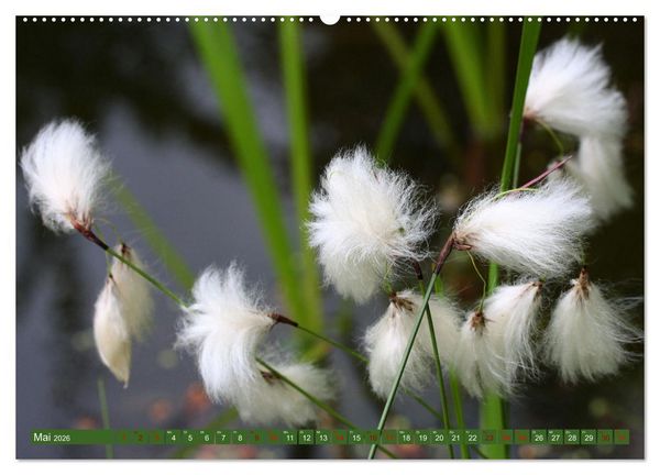 Produktbild: Natur, die bezaubert (Wandkalender 2026 DIN A2 quer), CALVENDO Monatskalender