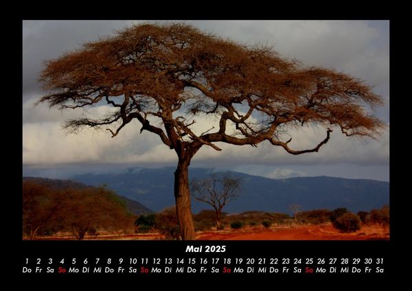 Produktbild: B&auml;ume 2025 Fotokalender DIN A3
