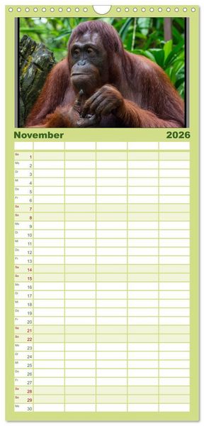 Produktbild: Familienplaner 2026 - Orang-Utans mit 5 Spalten (Wandkalender, 21 x 45 cm) CALVENDO