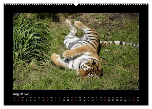 Produktbild: Bitte nicht st&ouml;ren... hier tr&auml;umen Tiere (hochwertiger Premium Wandkalender 2026 DIN A2 quer), Kunstdruck in Hochglanz