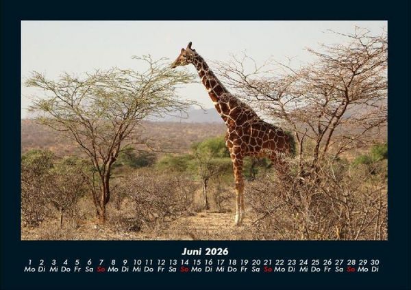 Produktbild: Giraffen 2026 Fotokalender DIN A4
