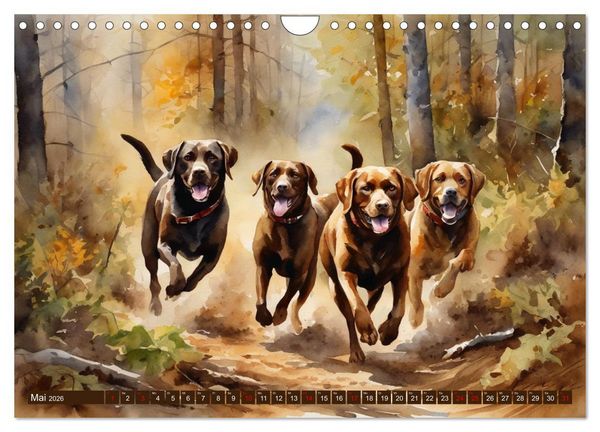 Produktbild: Voller Kraft und Energie - Labrador-Retriever (Wandkalender 2026 DIN A4 quer), CALVENDO Monatskalender