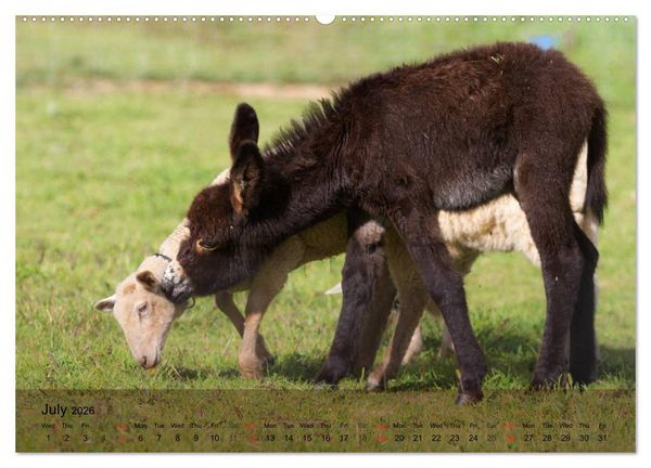 Produktbild: Little Donkey with Friends (High Quality Premium Wall Calendar 2026 DIN A2 landscape),CALVENDO 12 Month Wall Calendar