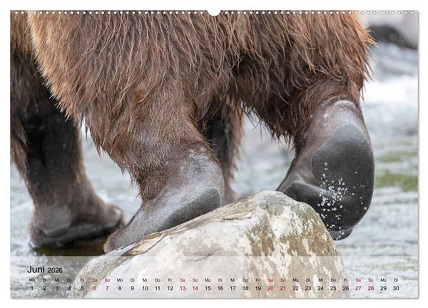 Produktbild: Aug in Aug mit den Braunb&auml;ren in Kamtschatka (Wandkalender 2026 DIN A2 quer), CALVENDO Monatskalender