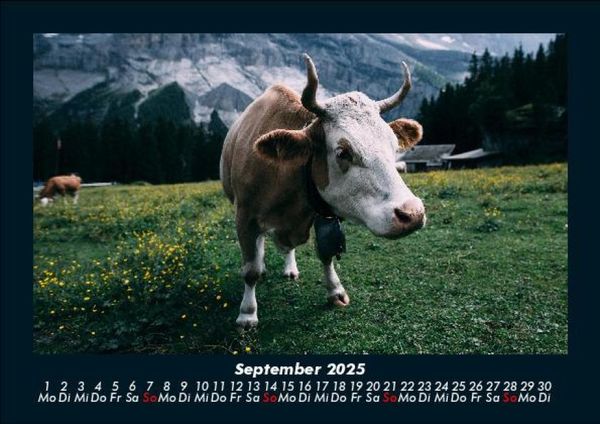 Produktbild: Kuhkalender 2025 Fotokalender DIN A5