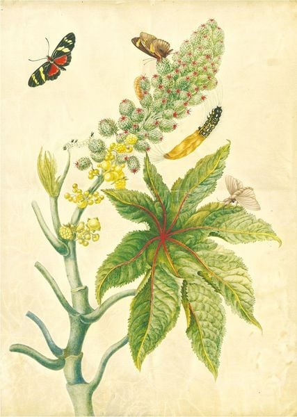 Produktbild: Maria Sibylla Merian &ndash; St. Petersburger Aquarelle (Jubil&auml;umsausgabe)