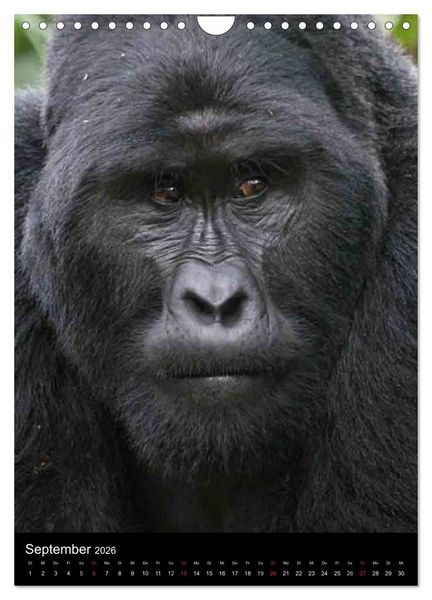 Produktbild: Gorillas (Wandkalender 2026 DIN A4 hoch), CALVENDO Monatskalender
