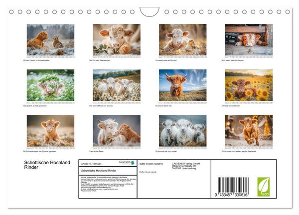 Produktbild: Schottische Hochland Rinder (Wandkalender 2026 DIN A4 quer), CALVENDO Monatskalender