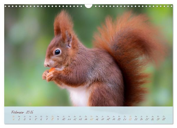 Produktbild: Sch&ouml;nheiten des Waldes (Wandkalender 2026 DIN A3 quer), CALVENDO Monatskalender