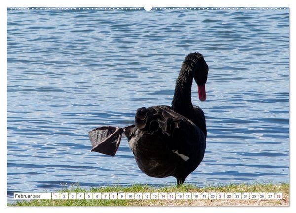 Produktbild: Australiens V&ouml;gel (hochwertiger Premium Wandkalender 2026 DIN A2 quer), Kunstdruck in Hochglanz