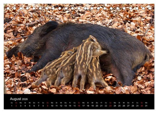 Produktbild: Wilde Wutzen. Das heimische Wildschwein (Tischkalender 2026 DIN A5 quer), CALVENDO Monatskalender