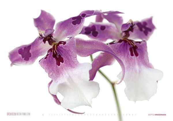 Produktbild: Pawlitzki, M: Orchideen/immerw&auml;hrend