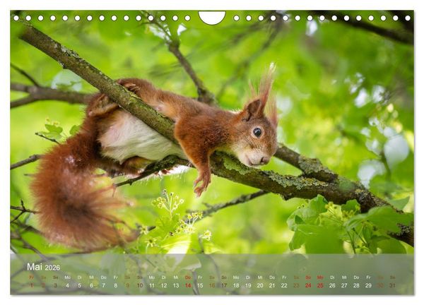 Produktbild: Bezaubernde Eichh&ouml;rnchen (Wandkalender 2026 DIN A4 quer), CALVENDO Monatskalender