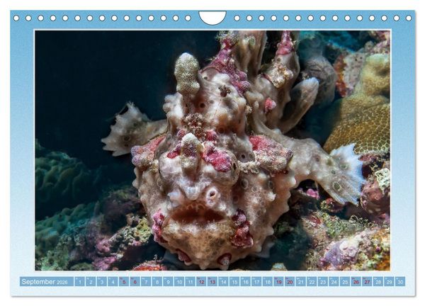 Produktbild: fisch portrait (Wandkalender 2026 DIN A4 quer), CALVENDO Monatskalender