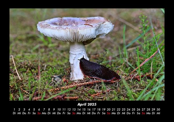 Produktbild: Pilzkalender 2025 Fotokalender DIN A3